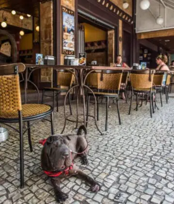 Cafeina Barata Ribeiro 5