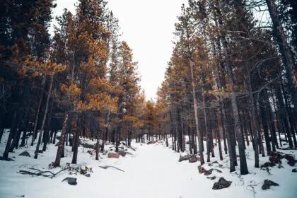Denver, United States - ronni-kurtz-jV7Wdu7GjsQ-unsplash