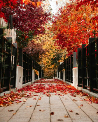 Vancouver, Canada - glib-albovsky-xrsWUYOKEJw-unsplash