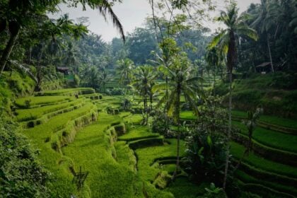 indonesia-bali-niklas-weiss--2WlTWZLnRc-unsplash