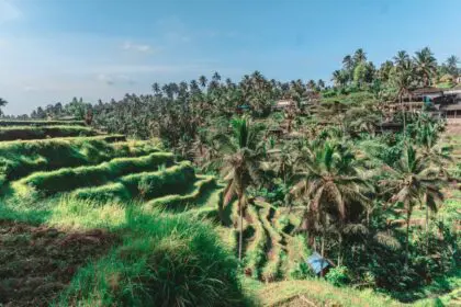 indonesia-ubud-johnny-africa-gJmW0wQaQAk-unsplash