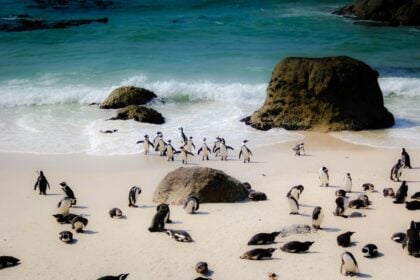 south-africa-cape-town-casey-allen-UjpEGHu8uNU-unsplash